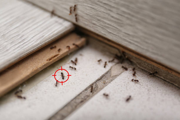 Pest Control Cost in North Gates, NY