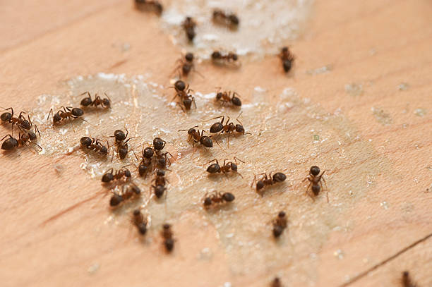Best Pest Control Near Me  in North Gates, NY