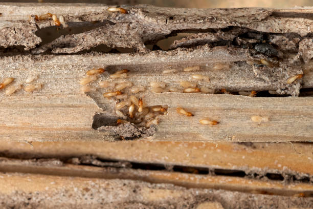 Best Pest Removal Services  in North Gates, NY