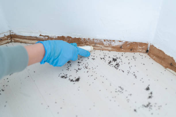 Wasp Removal Services in North Gates, NY